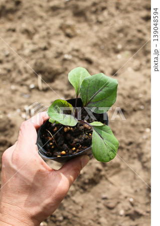畑に定植する野菜苗(ナス) 139048594