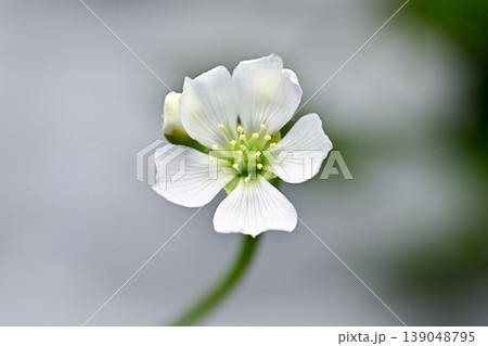 ハエトリグサの花 ハエトリグサの花 139048795