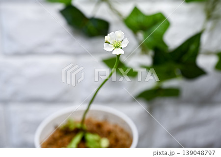 ハエトリグサの花 ハエトリグサの花 139048797