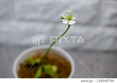 ハエトリグサの花 ハエトリグサの花 139048799