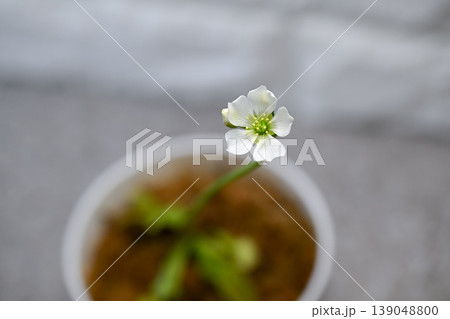 ハエトリグサの花 ハエトリグサの花 139048800