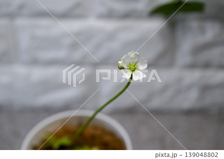 ハエトリグサの花 ハエトリグサの花 139048802