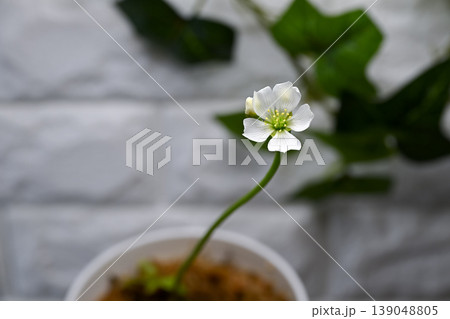 ハエトリグサの花 ハエトリグサの花 139048805