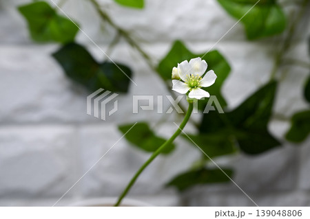 ハエトリグサの花 139048806