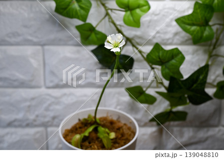ハエトリグサの花 139048810