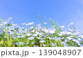 青空とネモフィラの花畑春の爽やか風景 139048907