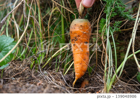 Harvesting carrot with original form, no fertilizers added, natural organic root, comic appearance, home garden, eco, quirky and healthy produce. Harvesting carrot with original form, no fertilizers added, natural organic root, comic appearance, home garden, eco, quirky and healthy produce. 139048986