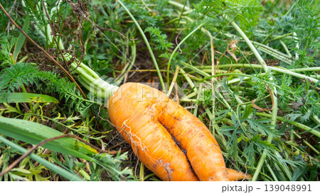 Pair of natural carrots, weird and twisted form, no chemical fertilizers used, homegrown, unique roots, authentic eco-farming, healthy vegetable from garden. Pair of natural carrots, weird and twisted form, no chemical fertilizers used, homegrown, unique roots, authentic eco-farming, healthy vegetable from garden. 139048991