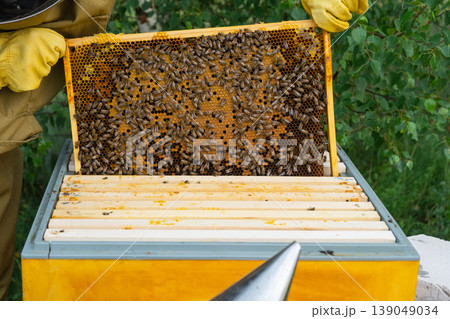 Close-up honeycomb inspection, bees working on filled frames, beekeeper assessing honey and brood, detailed manual process, organic beekeeping focus. 139049034