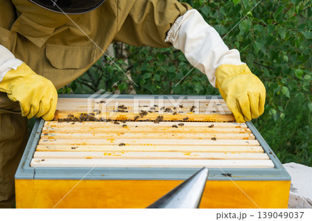 Beekeeper holding honey frame, bees and capped honey cells, close inspection, manual process, quality and health focus, beehive management, rural apiculture. Beekeeper holding honey frame, bees and capped honey cells, close inspection, manual process, quality and health focus, beehive management, rural apiculture. 139049037
