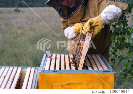 Beekeeper extracting honey frame, close-up of bees on capped comb, manual quality inspection, detailed honey harvest, organic apiary, rural beekeeping care. 139049044