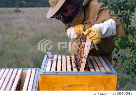 Beekeeper lifting honey frame, bees on filled comb, checking honey condition, manual inspection process, organic apiculture, detail focus, rural beehive care. 139049045