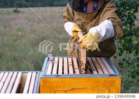 Beekeeper working with beehive, protective suit, inspecting frames, honey harvest, apiary, natural beekeeping, rural tradition, honeycomb observation. 139049046