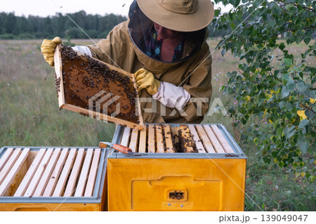 Frame removal from beehive, inspection of honeycomb, beekeeper in suit, beekeeping process, apiary management, honey production, rural tradition. Frame removal from beehive, inspection of honeycomb, beekeeper in suit, beekeeping process, apiary management, honey production, rural tradition. 139049047