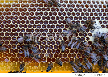 Honeycomb details, bees in closeup, organic apiary, honey making, natural beekeeping at rural farm, colony and frame, food production, ecosystem. Honeycomb details, bees in closeup, organic apiary, honey making, natural beekeeping at rural farm, colony and frame, food production, ecosystem. 139049053