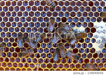 Frame with bees and honeycomb, organic apiary, beehive insects, natural rural beekeeping, brood comb, sustainable honey production, colony. Frame with bees and honeycomb, organic apiary, beehive insects, natural rural beekeeping, brood comb, sustainable honey production, colony. 139049056
