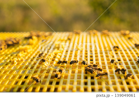 Apiary lid, beekeeping smoke, hive management, controlling bees, natural rural beekeeping, honey harvest, pollination process, farm equipment, beehive health. 139049061