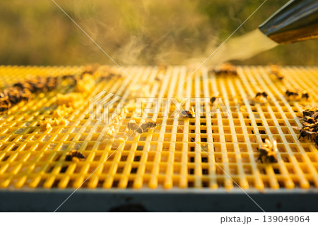 Bee smoker action, smoke calming bees, frame inspection in beehive, rural apiary practice, honey production, sustainable beekeeping equipment, control. 139049064