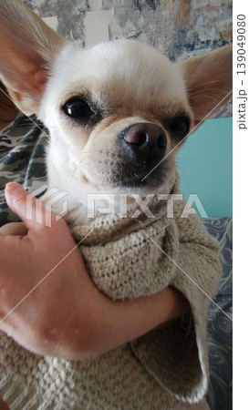 Small dog being held in a person's arms while wrapped in a blanket 139049080