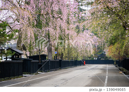 秋田・角館の武家屋敷通りに咲き誇る満開のしだれ桜と伝統的な黒塀の街並み 秋田・角館の武家屋敷通りに咲き誇る満開のしだれ桜と伝統的な黒塀の街並み 139049085