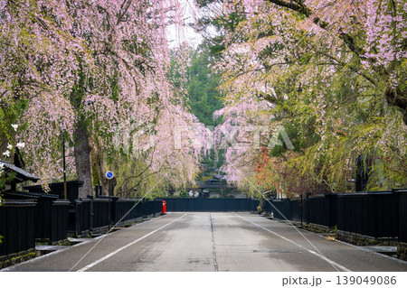 秋田・角館の武家屋敷通りに咲き誇る満開のしだれ桜と伝統的な黒塀の街並み 139049086