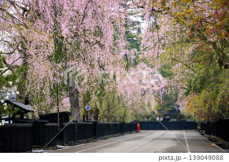 秋田・角館の武家屋敷通りに咲き誇る満開のしだれ桜と伝統的な黒塀の街並み 秋田・角館の武家屋敷通りに咲き誇る満開のしだれ桜と伝統的な黒塀の街並み 139049088