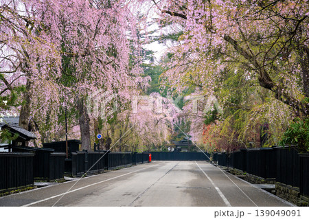秋田・角館の武家屋敷通りに咲き誇る満開のしだれ桜と伝統的な黒塀の街並み 139049091