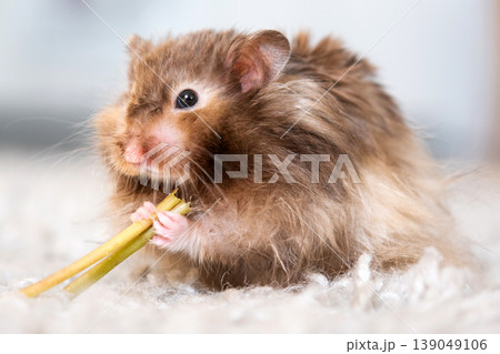Syrian long-haired hamster eating, fluffy and soft, home pet, green vegetable, vegetarian food, kids animal content, rodent care, family pet. Syrian long-haired hamster eating, fluffy and soft, home pet, green vegetable, vegetarian food, kids animal content, rodent care, family pet. 139049106