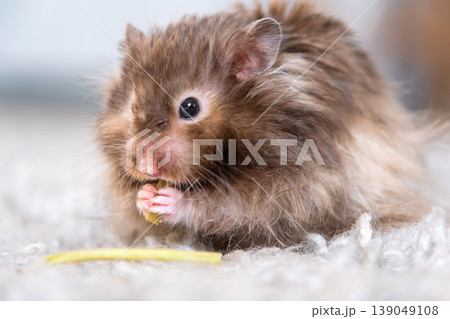 Syrian hamster sits on soft carpet, eating celery stem, cute and fluffy, long-haired, pet care at home, suitable for animal blogs, pet stores, poster. Syrian hamster sits on soft carpet, eating celery stem, cute and fluffy, long-haired, pet care at home, suitable for animal blogs, pet stores, poster. 139049108