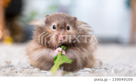 Syrian hamster nibbling leaf, long hair, fluffy pet, small rodent, indoor animal, safe kids pet, home, diet includes fresh vegetables, animal teaching. Syrian hamster nibbling leaf, long hair, fluffy pet, small rodent, indoor animal, safe kids pet, home, diet includes fresh vegetables, animal teaching. 139049109