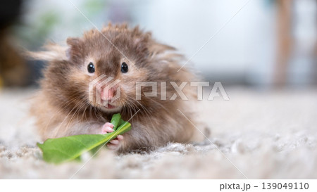Long-haired Syrian hamster eats green leaf, fluffy, adorable, family companion, home vegetable snack, healthy pet care, animal magazine, pet blog. Long-haired Syrian hamster eats green leaf, fluffy, adorable, family companion, home vegetable snack, healthy pet care, animal magazine, pet blog. 139049110