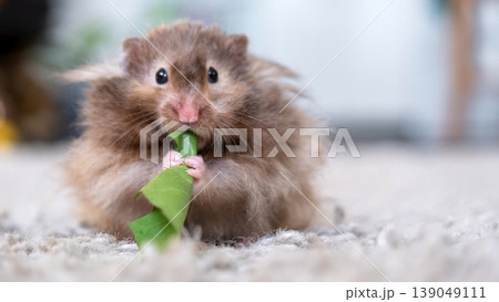Syrian hamster sitting on carpet with greens, long-haired variety, fluffy, tame, indoor domestic pet for family, food ideas, enrichment for rodents. 139049111