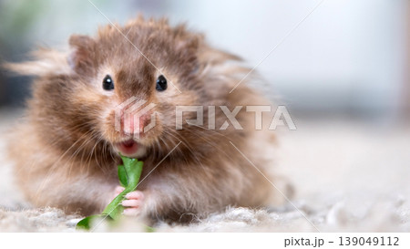 Long-haired Syrian hamster munching vegetable, fluffy and tame rodent, small pet, easy care, suitable for blogs, guides, vet info, kid learning content. Long-haired Syrian hamster munching vegetable, fluffy and tame rodent, small pet, easy care, suitable for blogs, guides, vet info, kid learning content. 139049112
