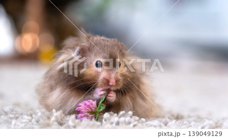 Syrian hamster with flower, longhair, soft fur, vegetarian diet, tame domestic rodent, for pet blogs, magazines, child education, pet shop ads. Syrian hamster with flower, longhair, soft fur, vegetarian diet, tame domestic rodent, for pet blogs, magazines, child education, pet shop ads. 139049129