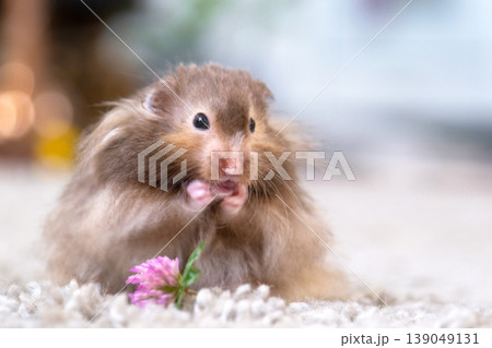Syrian hamster closeup with flower, fluffy long-haired, vegetarian diet, soft home pet, ideal for family and kids, calm nature, pet content, zooshop. Syrian hamster closeup with flower, fluffy long-haired, vegetarian diet, soft home pet, ideal for family and kids, calm nature, pet content, zooshop. 139049131