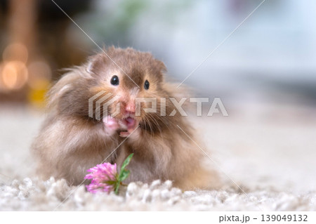 Syrian hamster holding flower, soft fluffy coat, long hair, vegetarian snack, tame pet, gentle family rodent, children's favorite, educational, zoo use. Syrian hamster holding flower, soft fluffy coat, long hair, vegetarian snack, tame pet, gentle family rodent, children's favorite, educational, zoo use. 139049132