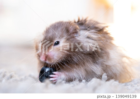 Brown long-haired Syrian hamster, pet rodent at home, fluffy fur, big cheeks, feeding, cute, children's room animal, educational poster, animal guide. Brown long-haired Syrian hamster, pet rodent at home, fluffy fur, big cheeks, feeding, cute, children's room animal, educational poster, animal guide. 139049139