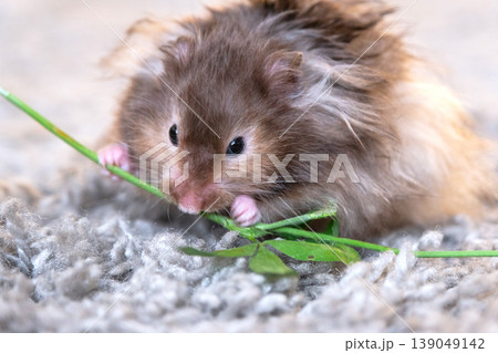 Syrian hamster eating green lettuce, thick long fur, vegetarian, healthy pet diet, tame and soft, for family, kids, education sites, pet advertising. Syrian hamster eating green lettuce, thick long fur, vegetarian, healthy pet diet, tame and soft, for family, kids, education sites, pet advertising. 139049142