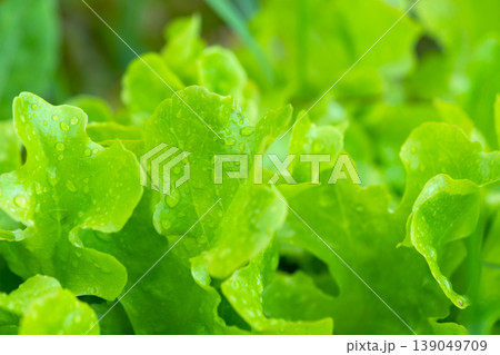 Healthy garden lettuce, natural cultivation in vegetable bed, organic homegrown salad, visible weed growth, sustainable gardening, unprocessed. Healthy garden lettuce, natural cultivation in vegetable bed, organic homegrown salad, visible weed growth, sustainable gardening, unprocessed. 139049709