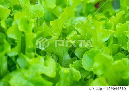 Leafy green lettuce, lush edible foliage, home grown salad, organic and natural, nutrition, plant with some weeds in garden bed. Leafy green lettuce, lush edible foliage, home grown salad, organic and natural, nutrition, plant with some weeds in garden bed. 139049710