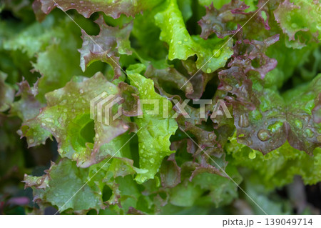 Red leaf lettuce (Lactuca sativa crispa) close-up with weeds, natural vegetable mix, home garden, organic greens, nutrition rich salad bed. Red leaf lettuce (Lactuca sativa crispa) close-up with weeds, natural vegetable mix, home garden, organic greens, nutrition rich salad bed. 139049714