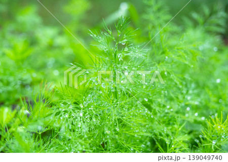 Carrots and frisee lettuce (Lactuca sativa), mixed green crops, vegetable bed, presence of weeds, healthy homegrown, organic, natural eco-gardening. 139049740