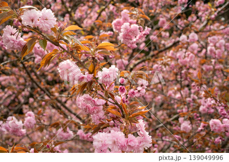 見頃を迎えた満開の八重桜と春の風景 見頃を迎えた満開の八重桜と春の風景 139049996