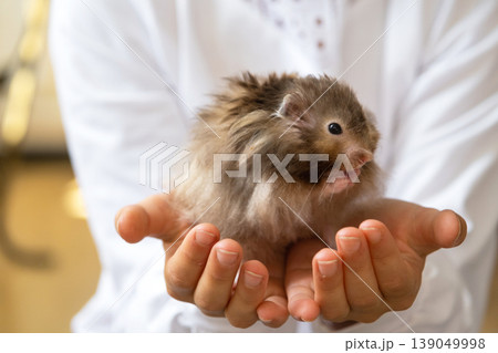 Syrian hamster in hands, domestic pet, gentle care, long-haired breed, fluffy fur, friendly and tame, suitable for family and children, home rodent. 139049998