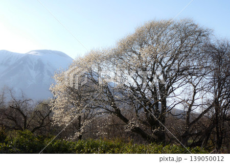 季節の色 岩手県小岩井の遅い春 満開のこぶしの花と雪を残す岩手山 季節の色 岩手県小岩井の遅い春 満開のこぶしの花と雪を残す岩手山 139050012