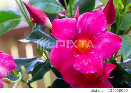 Photo of tropical exotic flower of white dipladenia or mandevilla in in a red brick pot. Dipladenia in landscape design. Close up photo of mandevilla, - for wallpapers, magazines, calendars Photo of tropical exotic flower of white dipladenia or mandevilla in in a red brick pot. Dipladenia in landscape design. Close up photo of mandevilla, - for wallpapers, magazines, calendars 139050030