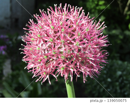 Close-up of a blooming pink Allium flower in a sunny garden. 139050075