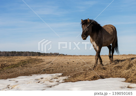 Serene winter landscape. Peaceful winter setting where horse navigates snow covered earth 139050165