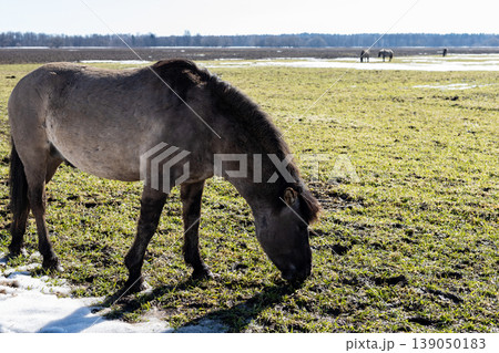 Gentle rural landscape filled with open pastures and single relaxed horse grazing Gentle rural landscape filled with open pastures and single relaxed horse grazing 139050183