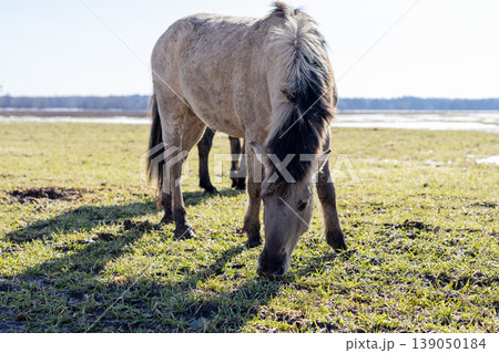 Calm and gentle horse peacefully grazing as evening sunlight softly illuminates its shimmering coat Calm and gentle horse peacefully grazing as evening sunlight softly illuminates its shimmering coat 139050184